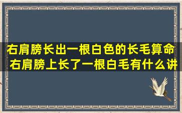 右肩膀长出一根白色的长毛算命  右肩膀上长了一根白毛有什么讲究吗